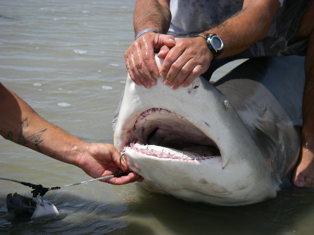 Jekyll Island first shark catch ever! : r/Fishing