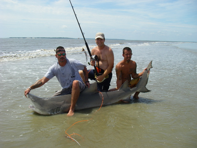 fishing sharks